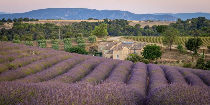 The French Art of Fragrance: Lessons from Provence - French Beauty Co.