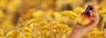 Immortelle