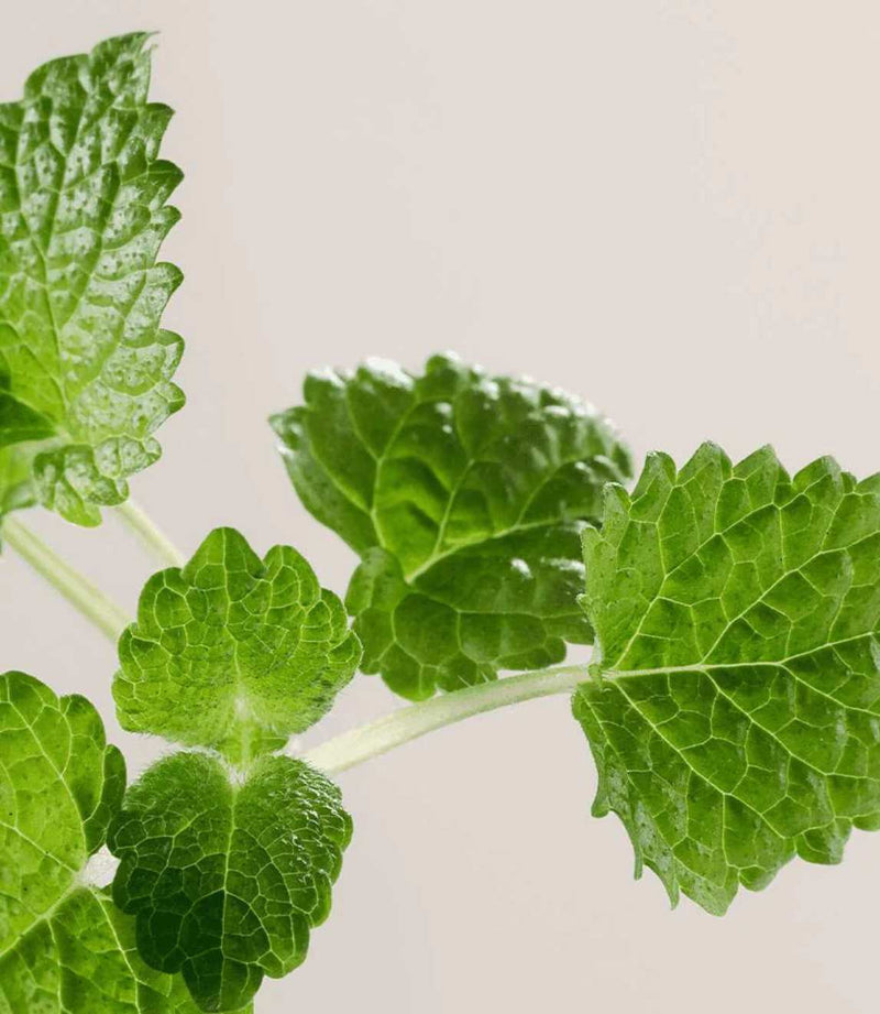 Pate Grise Purifying Foaming Gel Cleanser 200ml - French Beauty Co.Payot