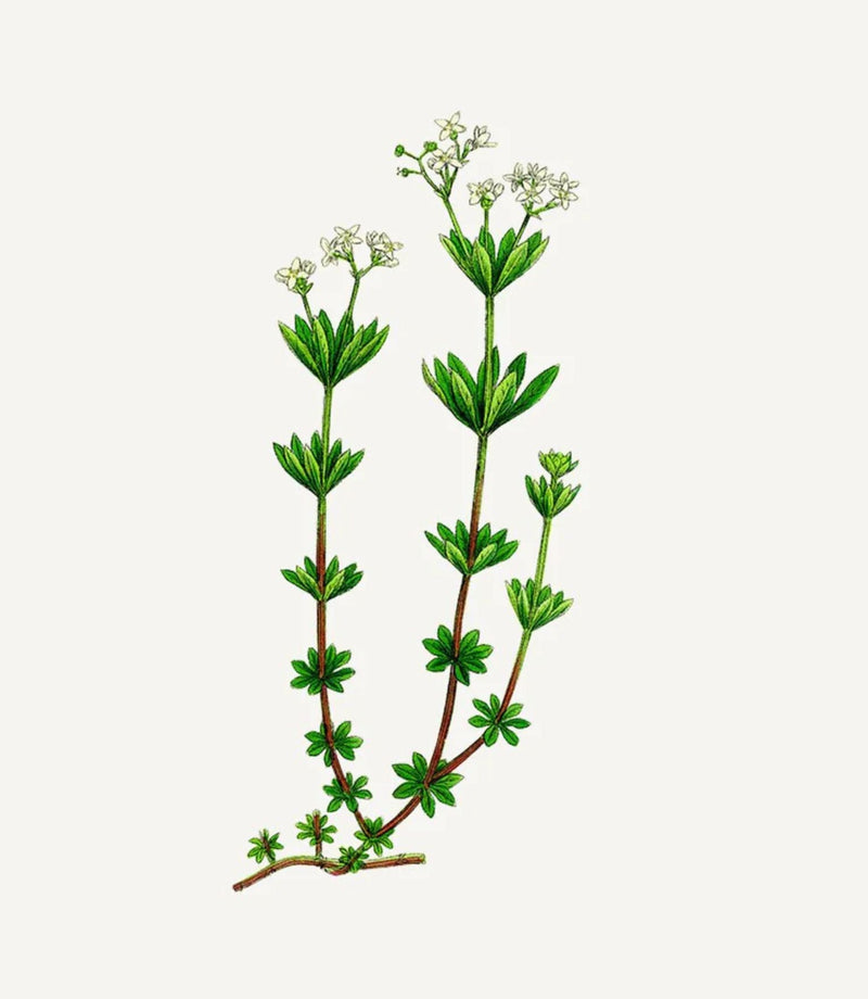 Sea Samphire Shower Gel 200ml - French Beauty Co.Panier des Sens